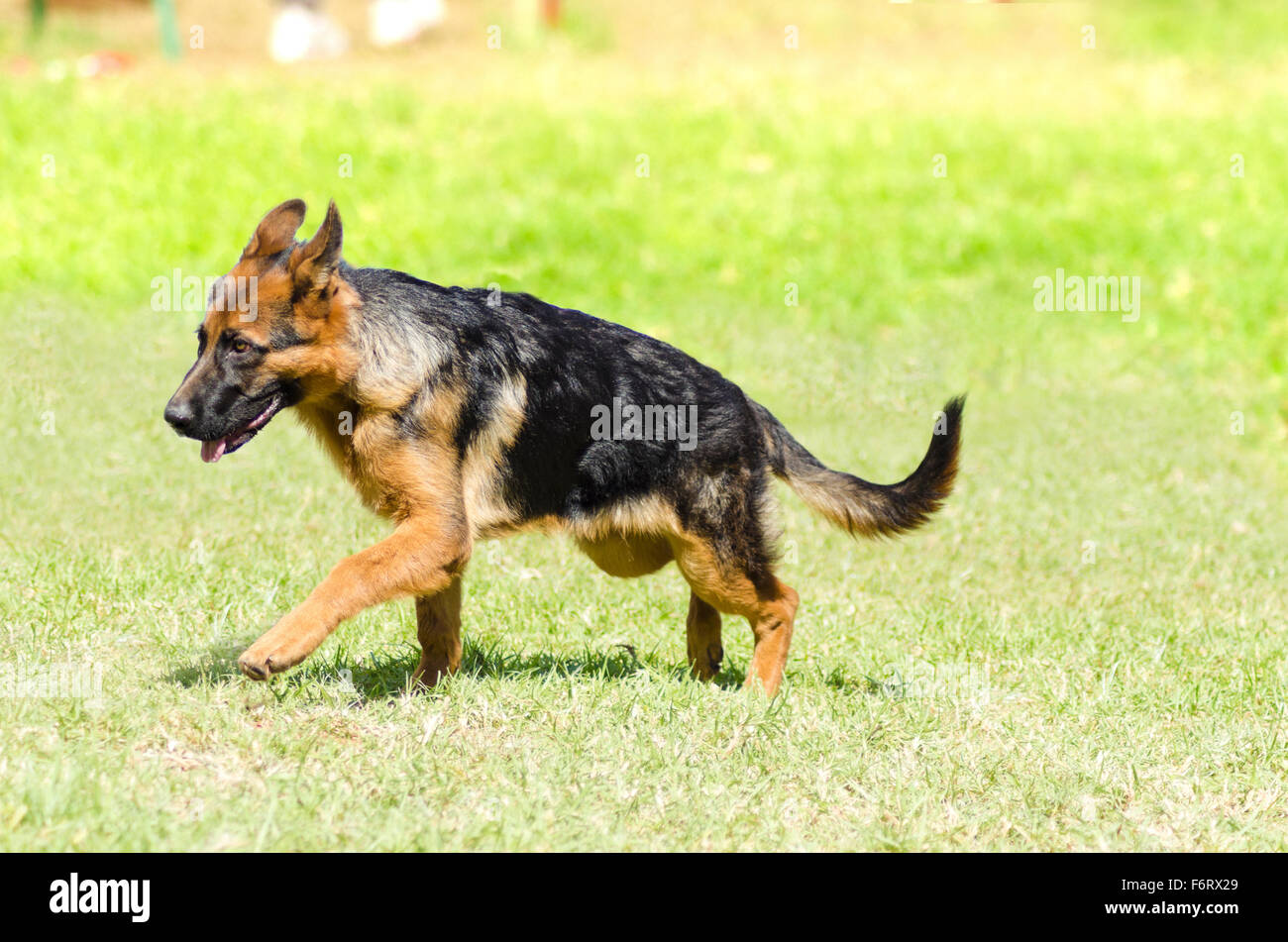 Un giovane, bella, nero e marrone pastore tedesco cucciolo di cane a camminare sull'erba mentre cercano felice e giocoso. Foto Stock