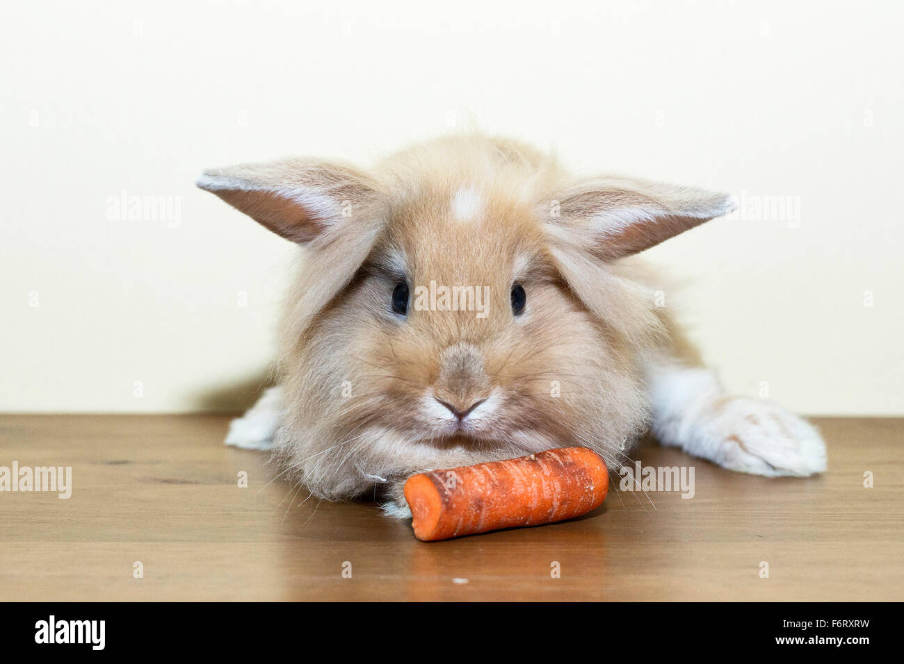 Golden coniglio con carota svolta a guardare lo spazio vuoto. Foto Stock