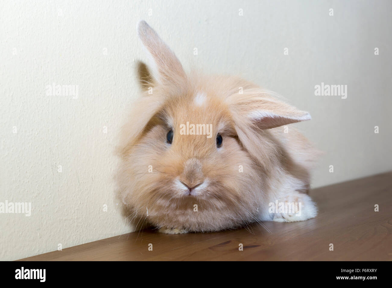 Golden rabbit svolta a guardare lo spazio vuoto. Foto Stock