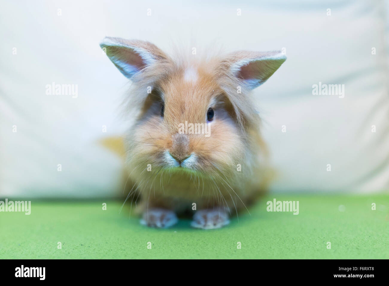 Golden coniglio seduto su una casa divano bianco svolta a guardare lo spazio vuoto. Foto Stock