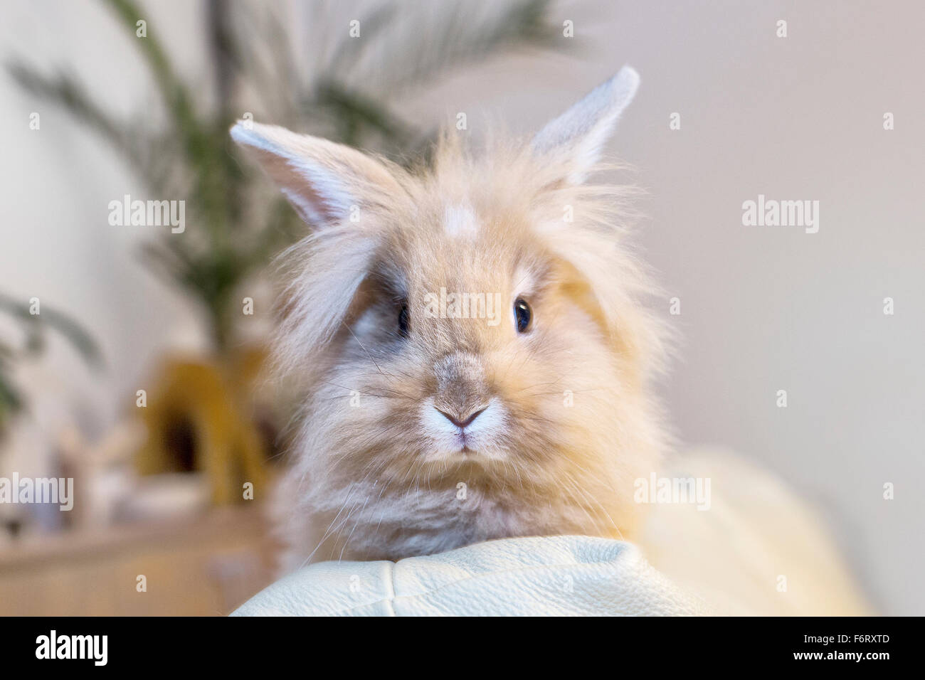 Golden coniglio seduto su una casa divano bianco svolta a guardare lo spazio vuoto. Foto Stock