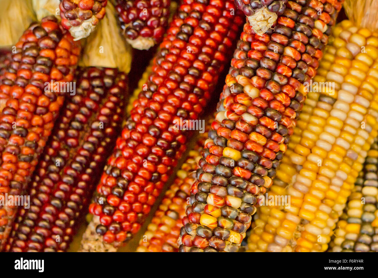 Essiccato decorativo mais Indiano per l'autunno a tema immagine di sfondo Foto Stock