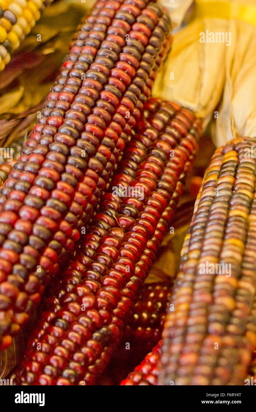 Essiccato decorativo mais Indiano per l'autunno a tema immagine di sfondo Foto Stock