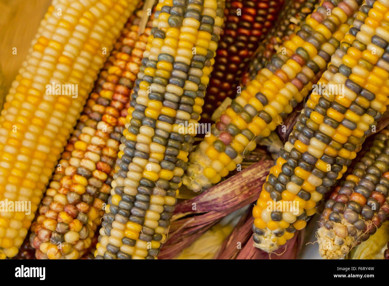 Essiccato decorativo mais Indiano per l'autunno a tema immagine di sfondo Foto Stock