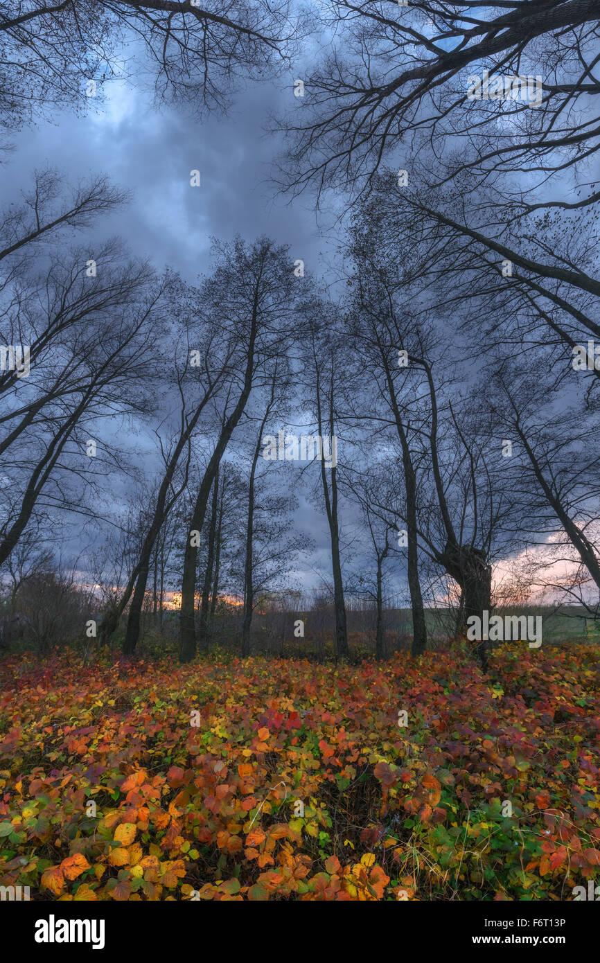 Albero maestoso con un cielo nuvoloso su una foresta. Drammatica serata colorata scena. Carpazi, Ucraina, l'Europa. Foto Stock