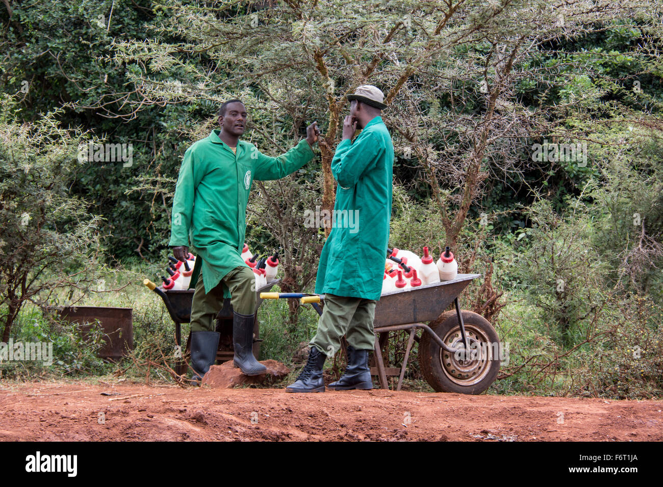 Due i detentori del,Sheldrick l'Orfanotrofio degli Elefanti con carriole pieno di bottiglie di latte per l' orfano elefanti, Nairobi, Kenia Foto Stock