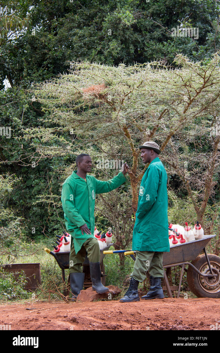 Due i detentori del,Sheldrick l'Orfanotrofio degli Elefanti con carriole pieno di bottiglie di latte per l' orfano elefanti, Nairobi, Kenia Foto Stock
