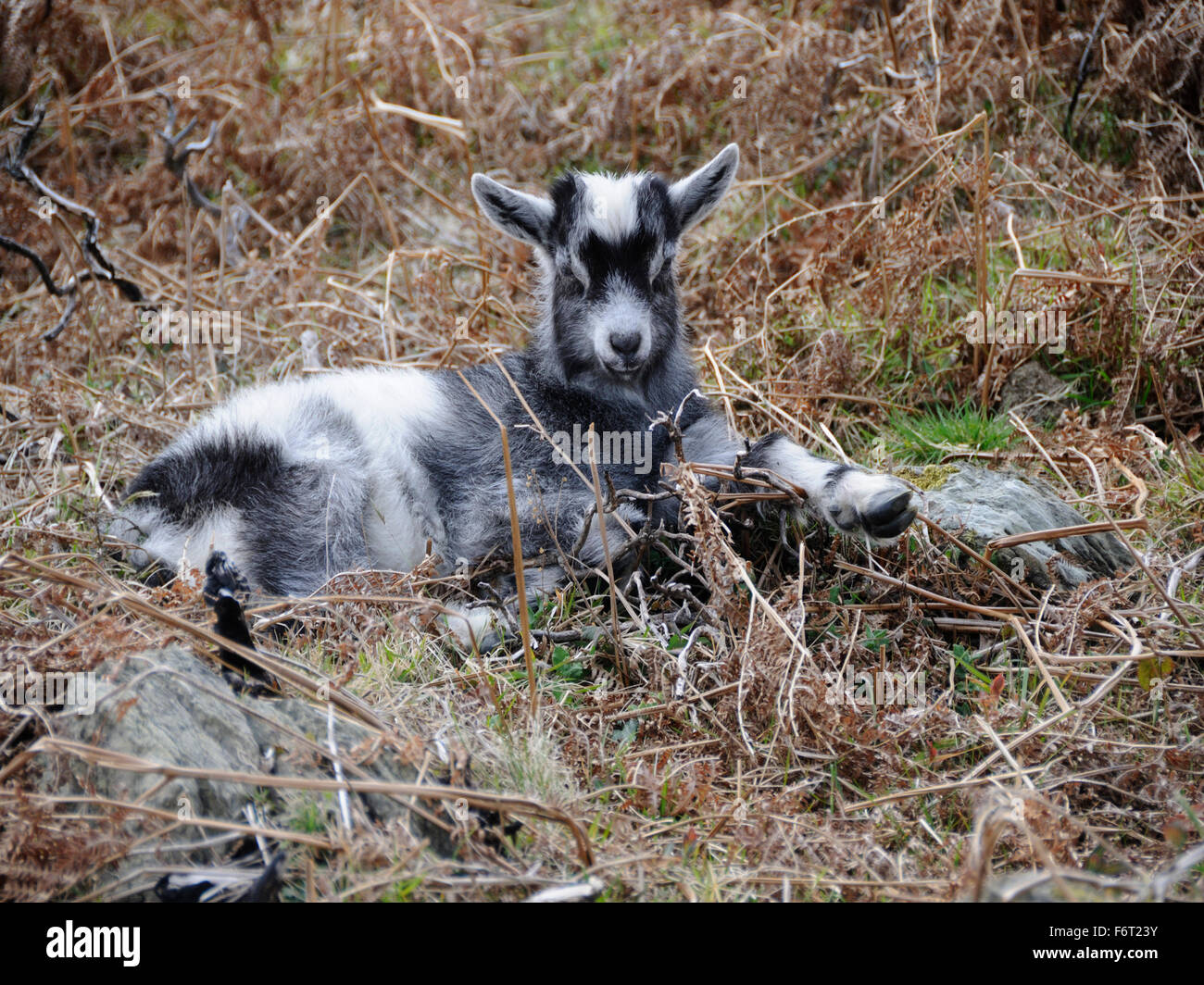 Una capra selvatici ( Capra hircus ) appoggiata nella bassa vegetazione di una collina scozzese Foto Stock