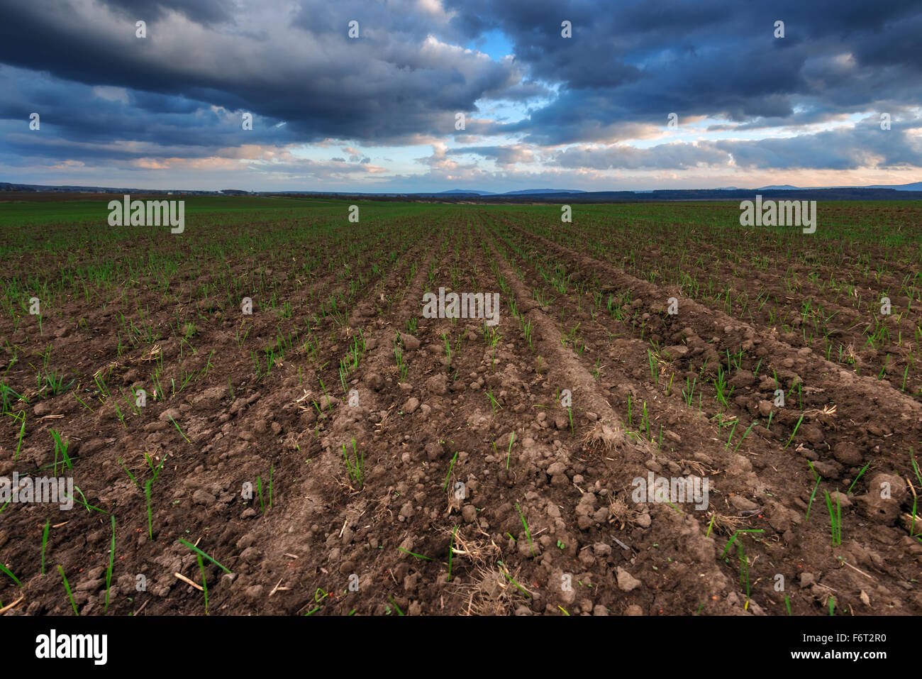 Giallo campo di grano e al tramonto Foto Stock
