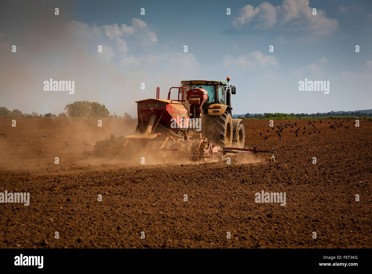 Il trattore genera polvere come si rimorchia un grande seminatrice dietro di essa mentre piantare il seme. Rooks sono occupati alimentando in campo. Foto Stock