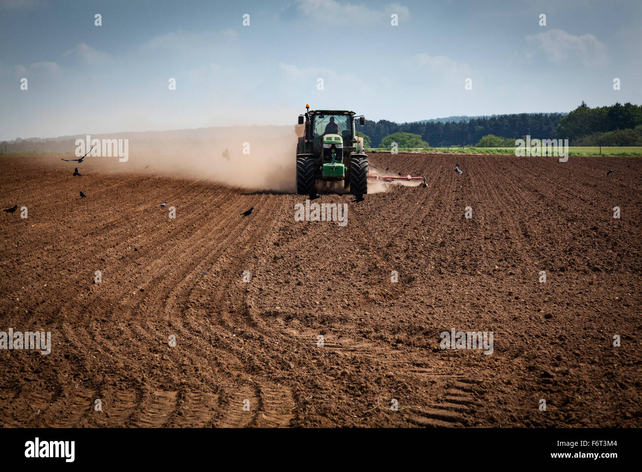 Il trattore genera polvere come si rimorchia un grande seminatrice dietro di essa mentre piantare il seme. Rooks sono occupati alimentando in campo. Foto Stock