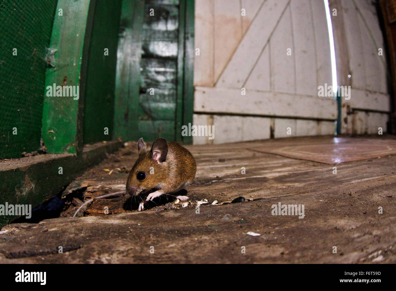 Woodmouse nel capannone Foto Stock