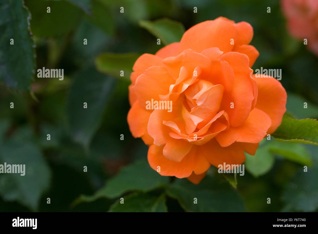 Rosa Super Trouper 'Fryleyeca'. Arancione Rosa. Foto Stock