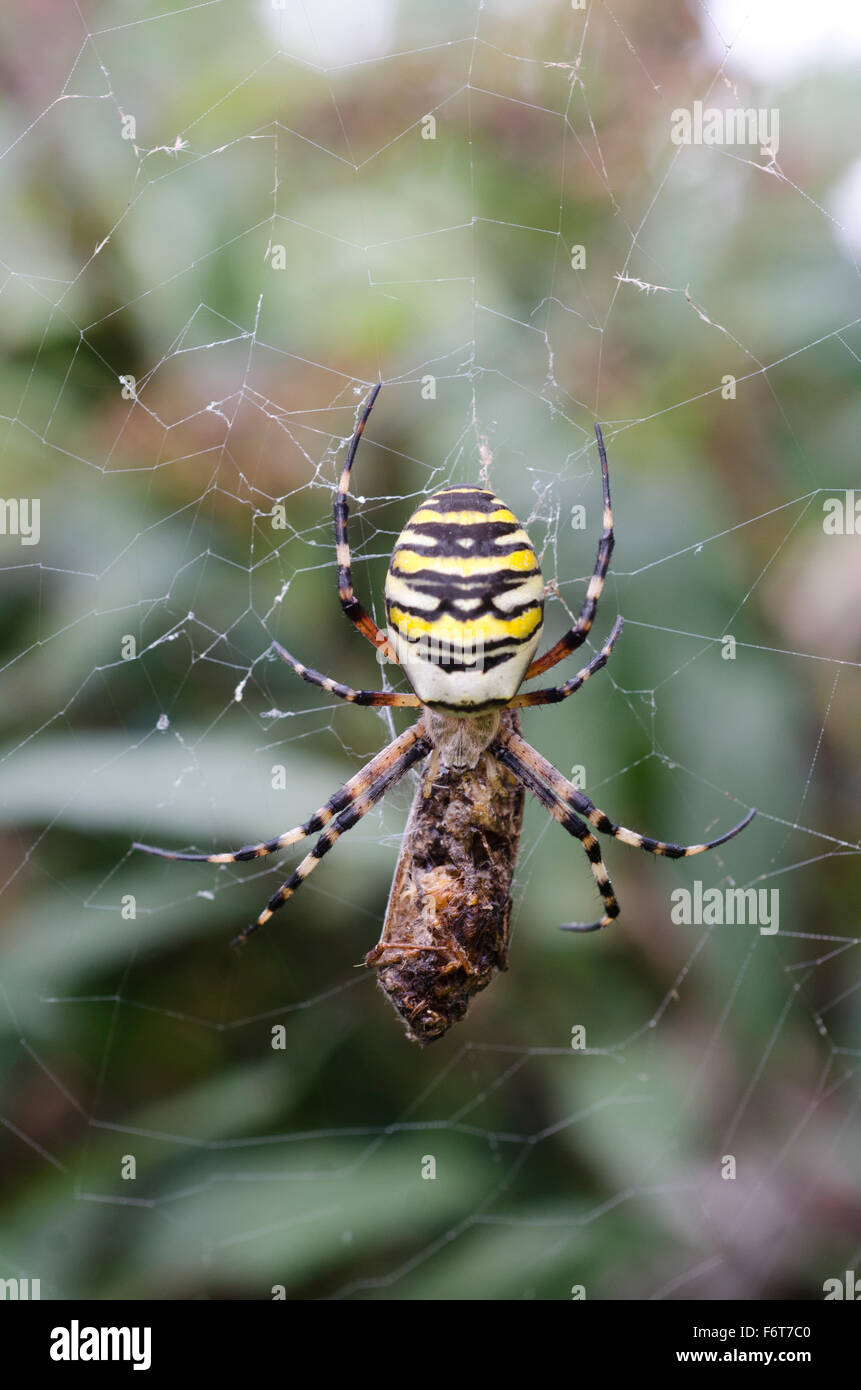 Wasp Spider a mangiare una falena Foto Stock