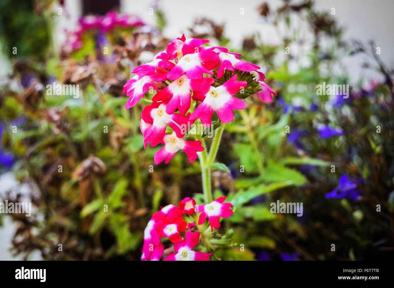 Fiori da Giardino. Piante coltivate in un giardino gallese è South Wales UK Foto Stock