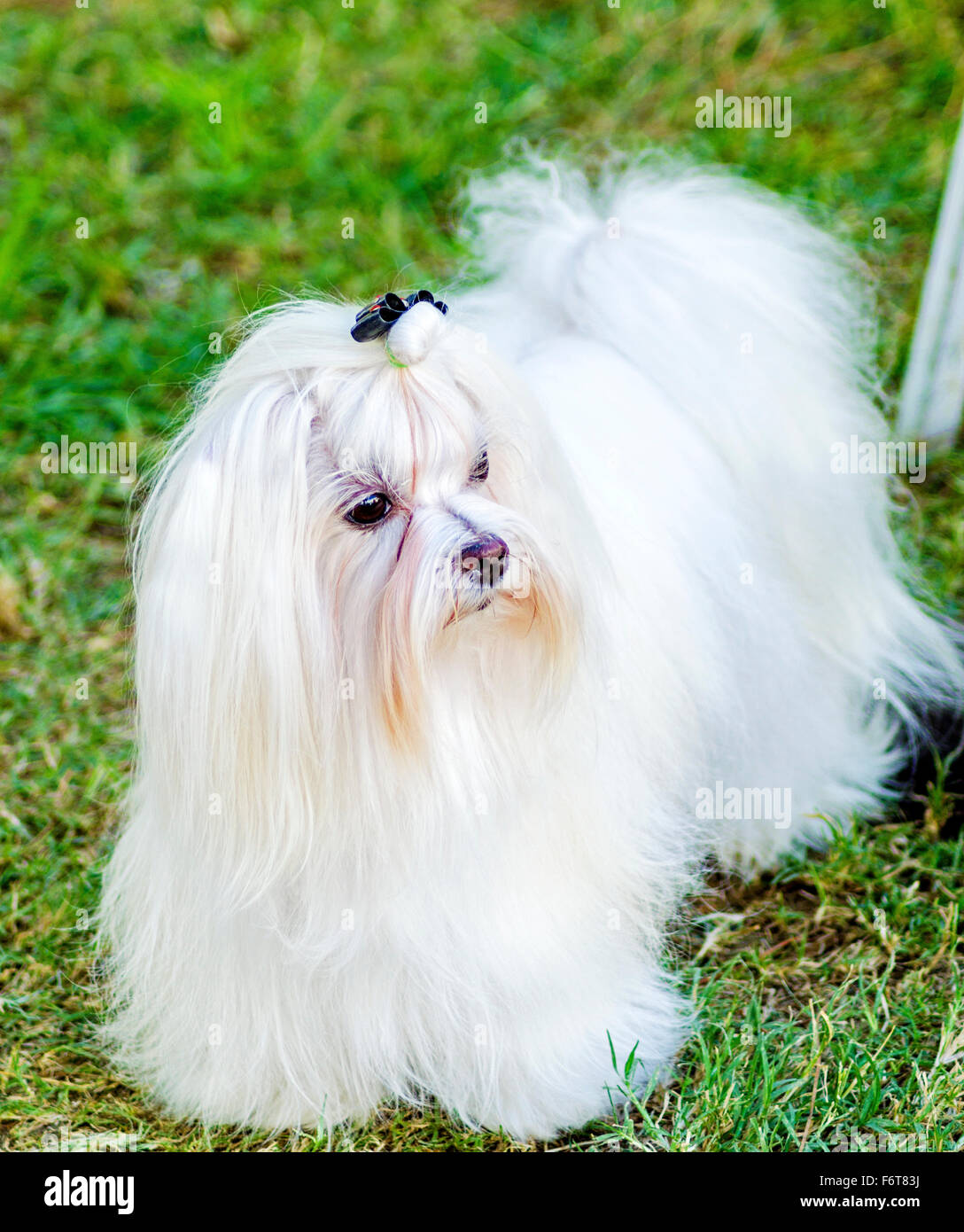Una vista di un piccolo e giovane e bella mostra Maltese cane con un lungo mantello bianco in piedi sul prato. Cani maltesi hanno capelli setosi Foto Stock