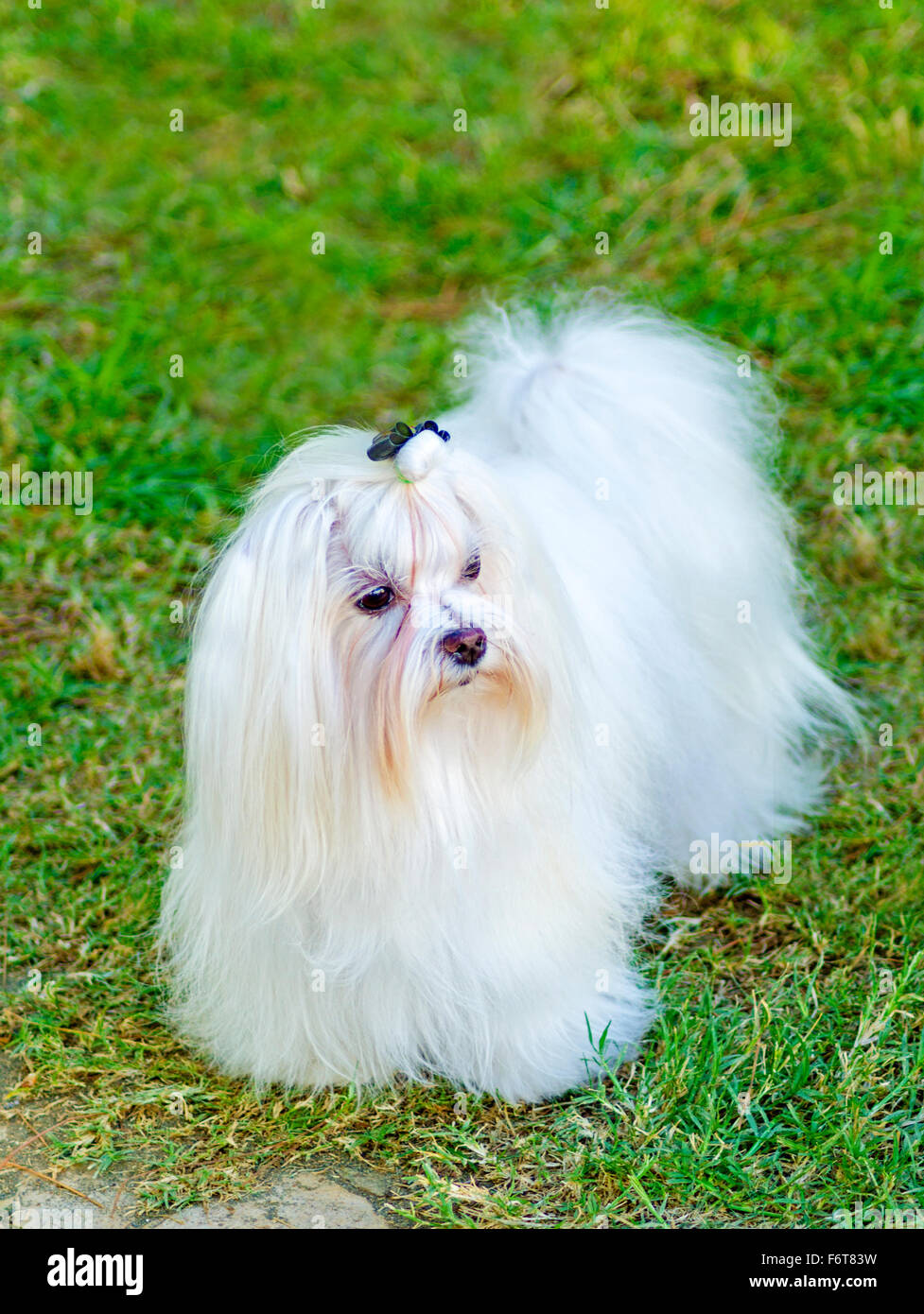 Una vista di un piccolo e giovane e bella mostra Maltese cane con un lungo mantello bianco in piedi sul prato. Cani maltesi hanno capelli setosi Foto Stock