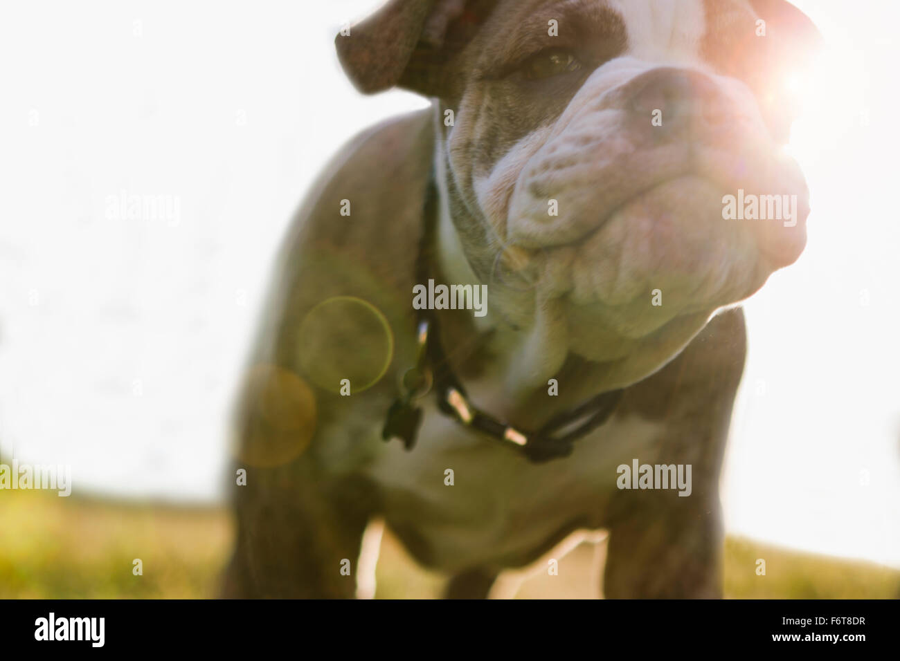 Close up di Olde English Bulldog cucciolo Foto Stock