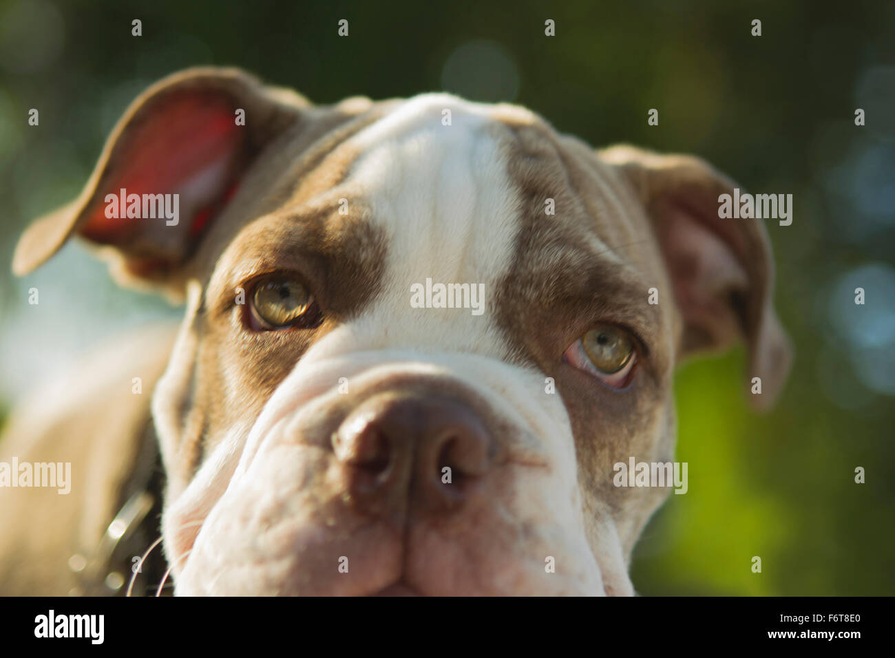 Close up di Olde English Bulldog cucciolo Foto Stock