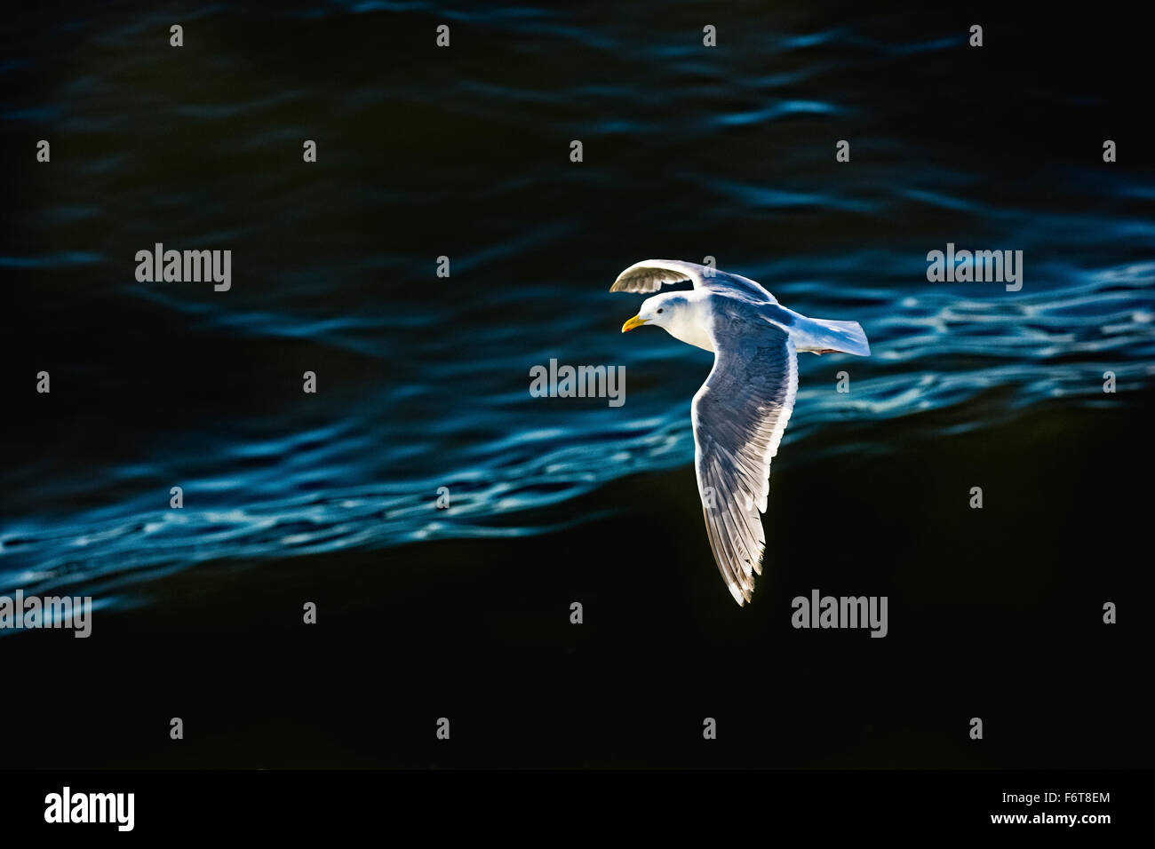 Seagull sorvolano acqua increspata Foto Stock