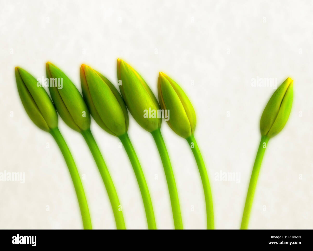 Tulip gemme in fila uno isolato. Soft verde e giallo con un tocco di rosso che indica eventuali il colore dei fiori. Bloom. Crescendo, buddies, germogliando Foto Stock