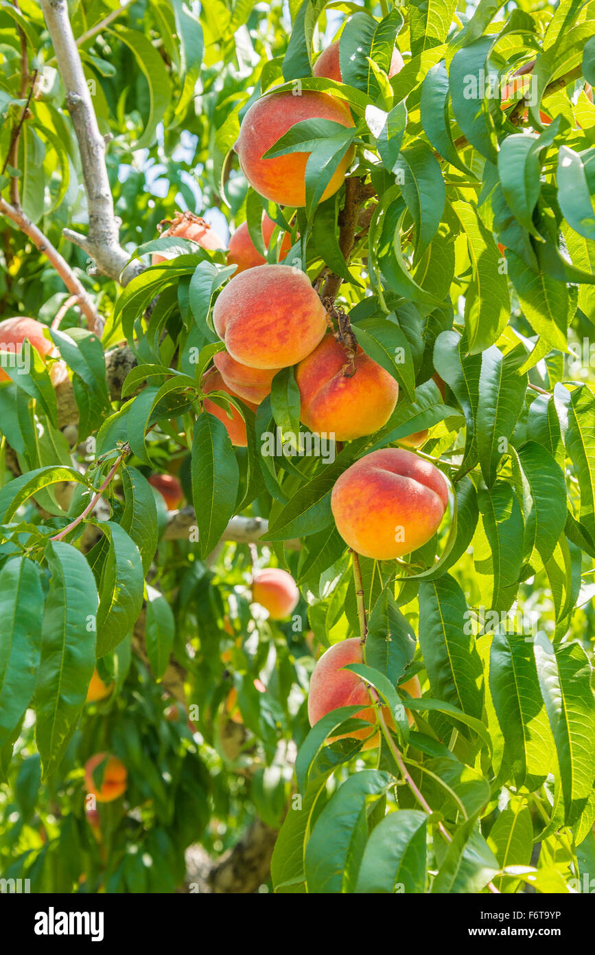 Pesco nel frutteto, Kelowna, BC, Canada Foto Stock