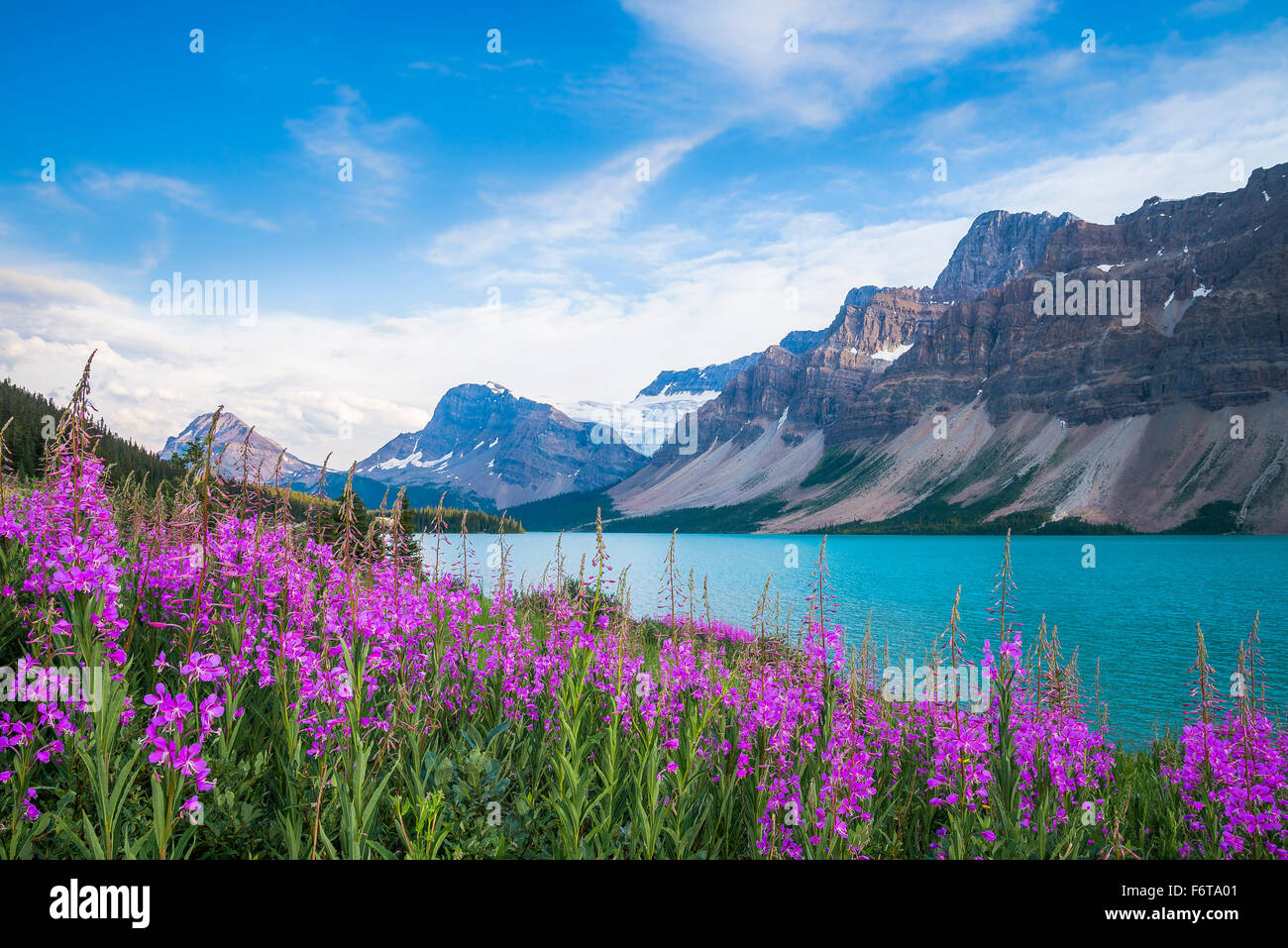 Fireweed fiori, al Lago Bow, Banff Alberta, Canada Foto Stock