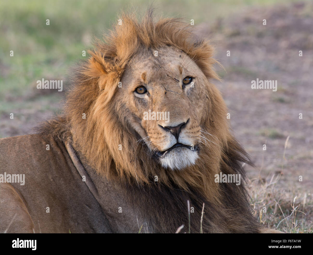 Battaglia segnato e stanco Foto Stock