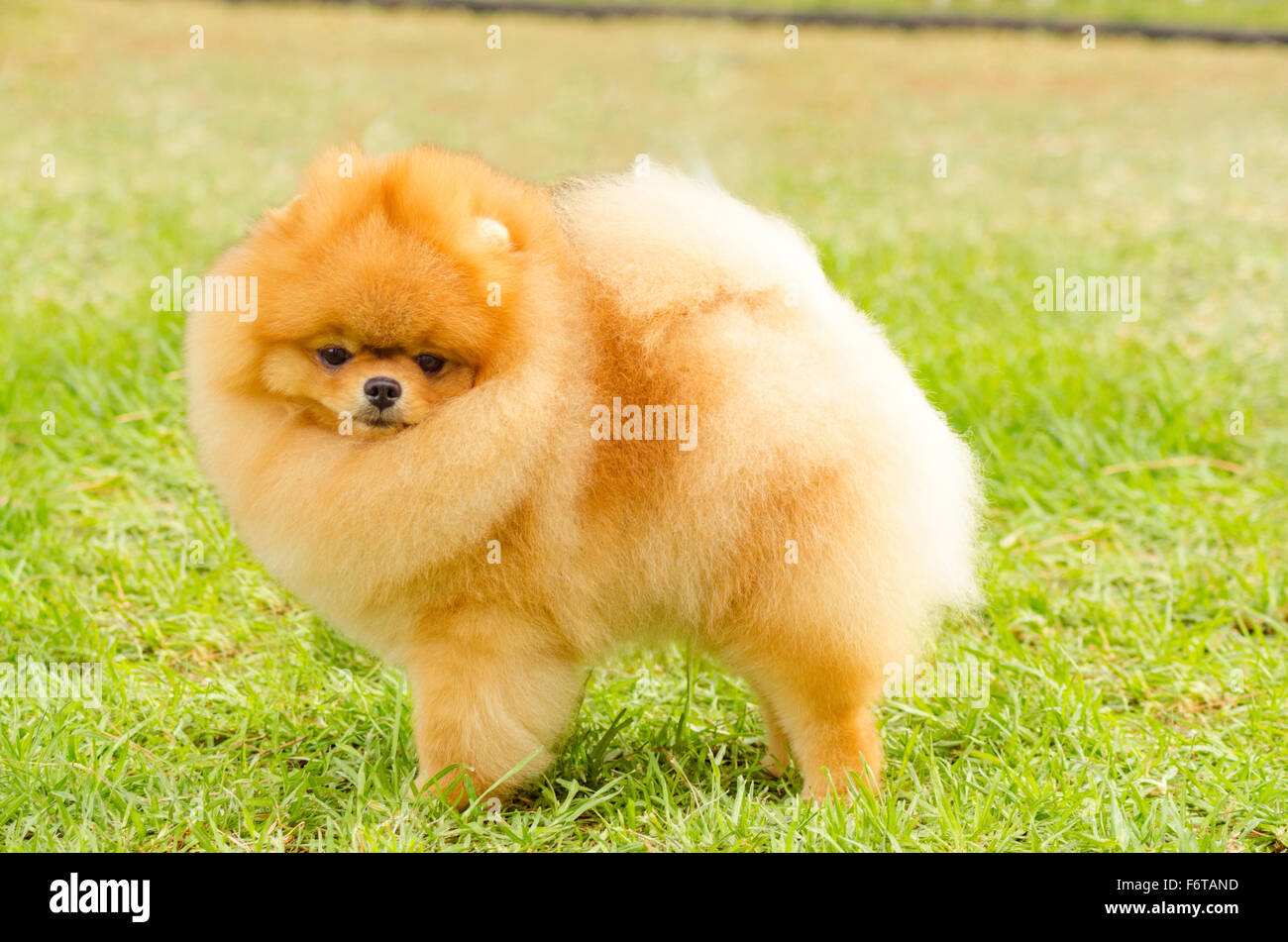 Una vista laterale di un piccolo giovane bella fluffy orange pomerania cucciolo di cane in piedi sull'erba. Pom i cani sono considerati Foto Stock