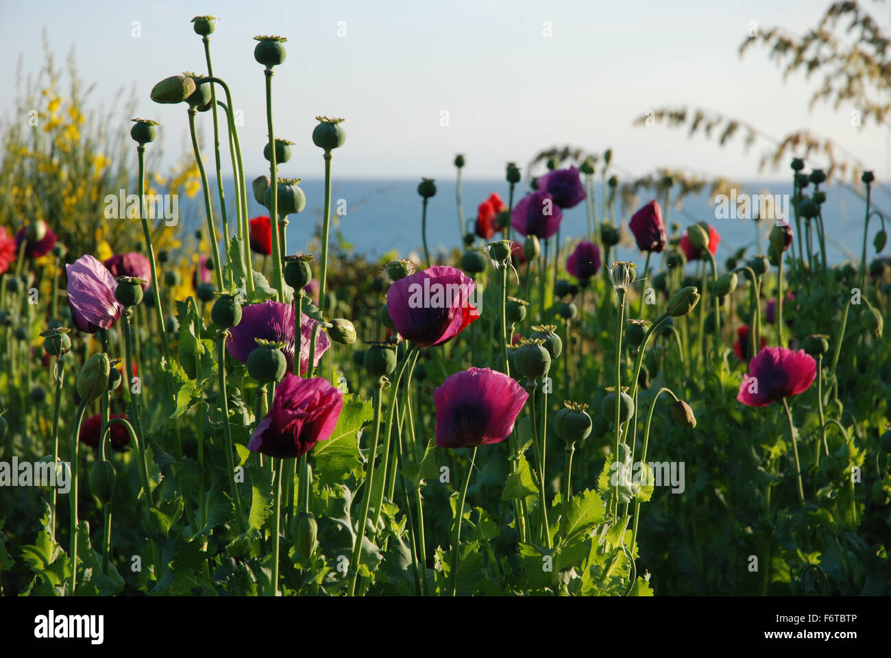 Papaveri diverse sfumature di viola con il mare in background Foto Stock