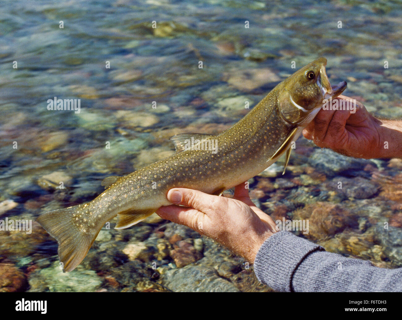 trota di toro che viene rilasciato nella forcella nord del fiume blackfoot vicino ovando, montana Foto Stock