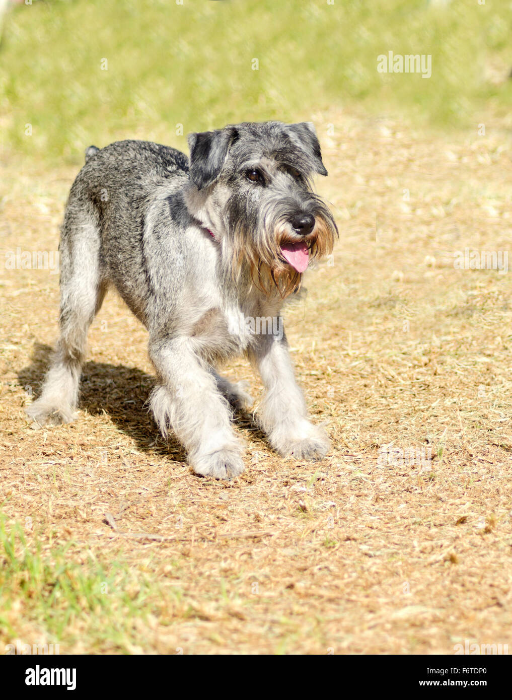 Un giovane sale e pepe, grigio Standard Schnauzer cane sull'erba, guardando  molto felice. È noto per essere un intelli Foto stock - Alamy