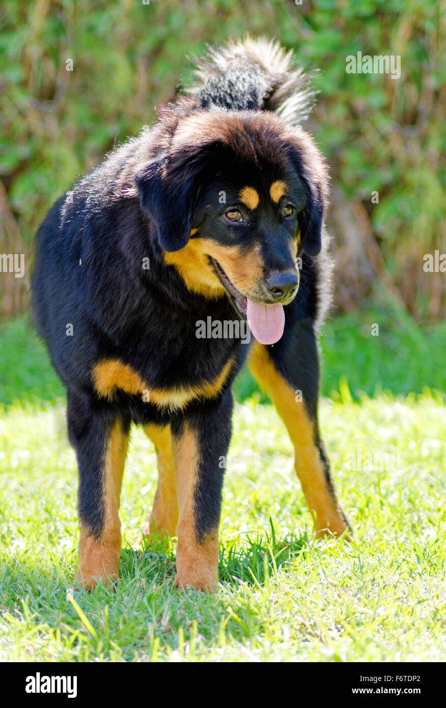 Un giovane, bella, nero e marrone - oro Tibetan Mastiff cucciolo di cane in piedi sul prato. Fare Khyi cani sono noti per essere courag Foto Stock