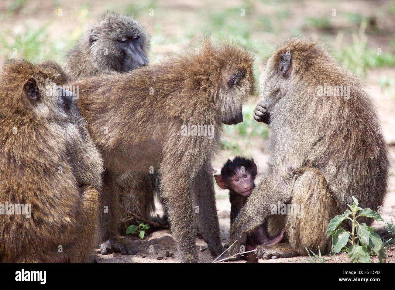 Gruppo di oliva babbuini proteggere un bambino, Lake Manyara National Park, Tanzania. Foto Stock