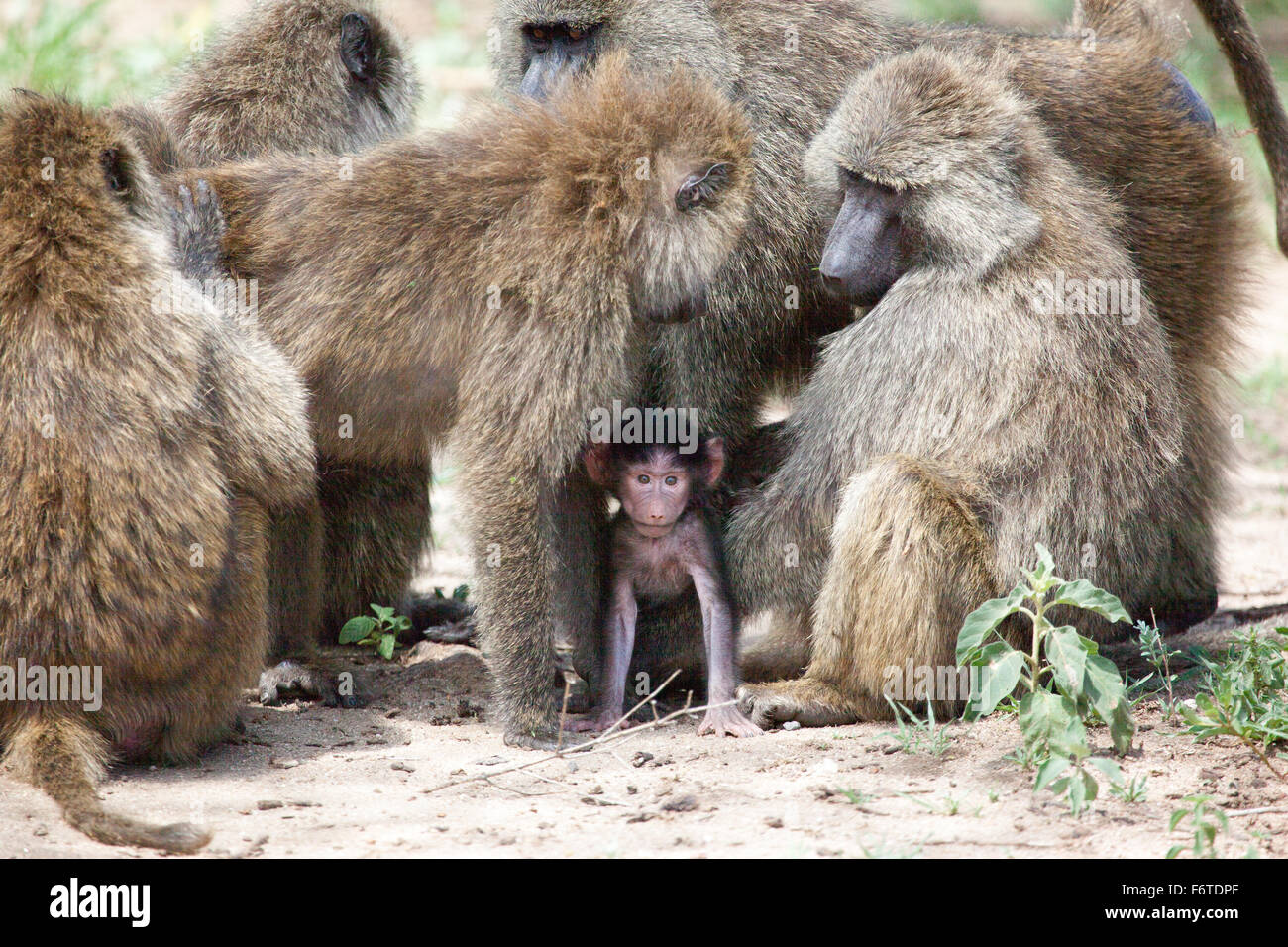 Gruppo di oliva babbuini proteggere un bambino, Lake Manyara National Park, Tanzania. Foto Stock