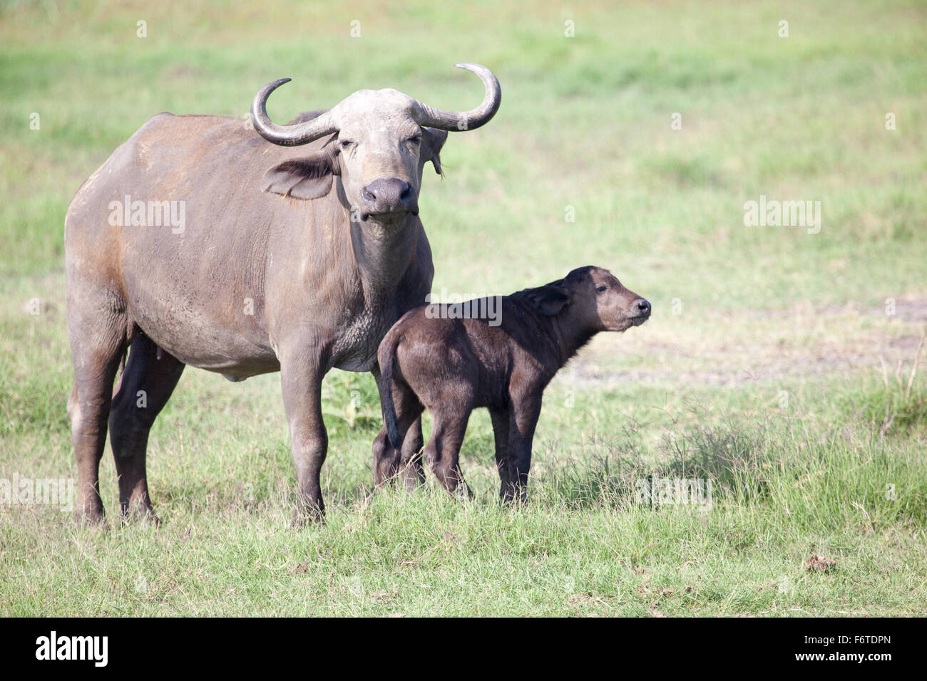 African buffalo (bufali) con vitello, Amboseli National Park, Kenya, Africa Foto Stock
