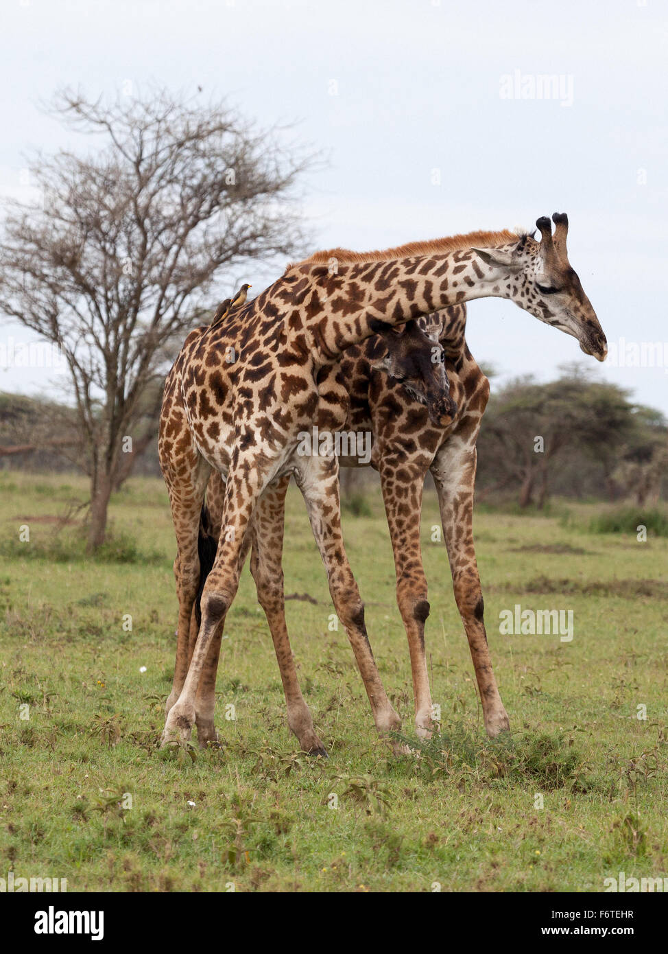 Due zebre combattimenti nel Parco Nazionale del Serengeti, Tanzania Africa Foto Stock
