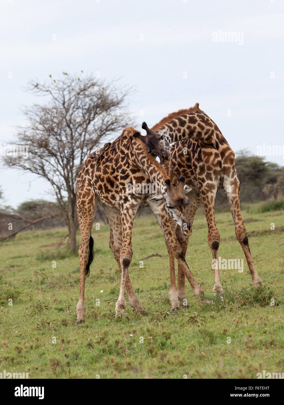 Due zebre combattimenti nel Parco Nazionale del Serengeti, Tanzania Africa Foto Stock