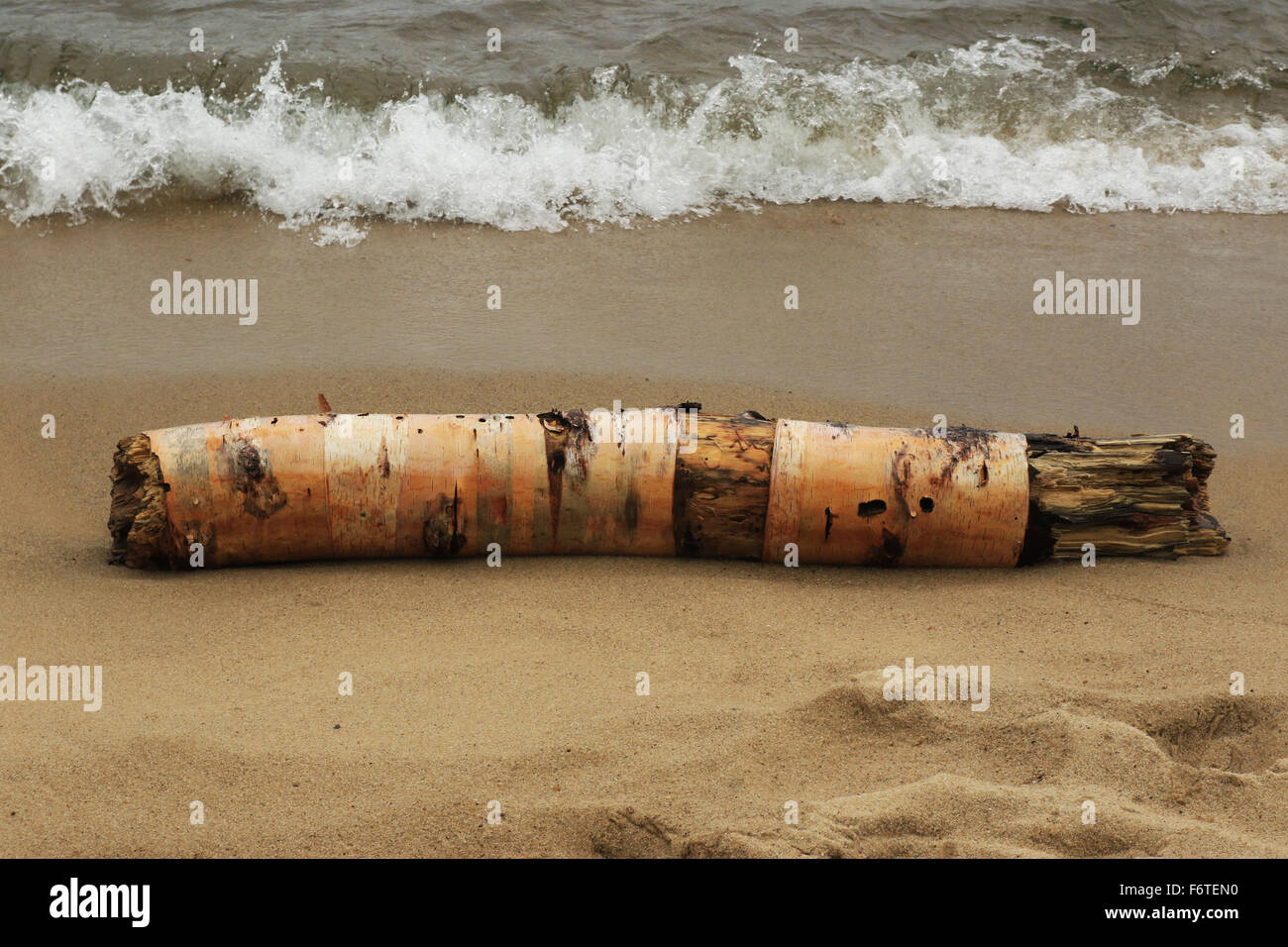 Registro ad albero sulla spiaggia in Pictured Rocks National Lakeshore nella Penisola Superiore del Michigan. Foto Stock