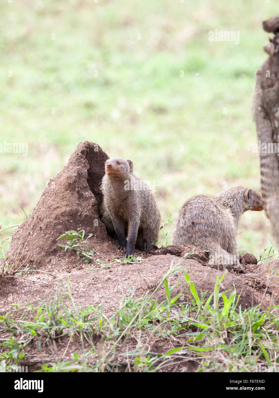 Mongooses nastrati su un tumulo termite nel Parco Nazionale del Serengeti, Tanzania Africa orientale Foto Stock