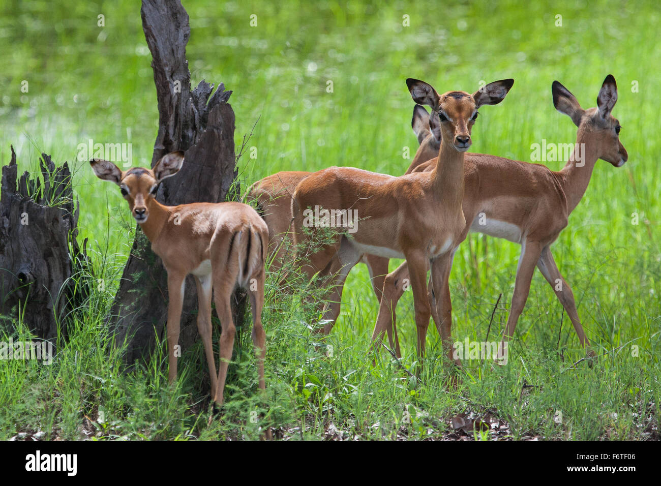 Una mandria di femmine e giovani impala in Mosi-oa Tunya Nazione Park, Zambia, Africa Foto Stock