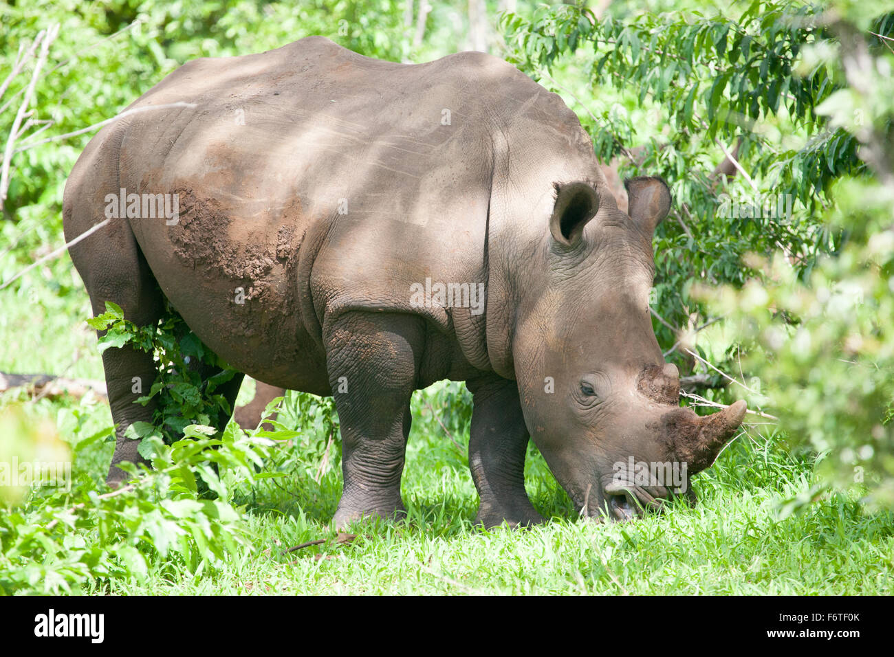 White Rhino di pascolare su erba di Mosi-oa Tunya Nazione Park, Zambia, Africa Foto Stock