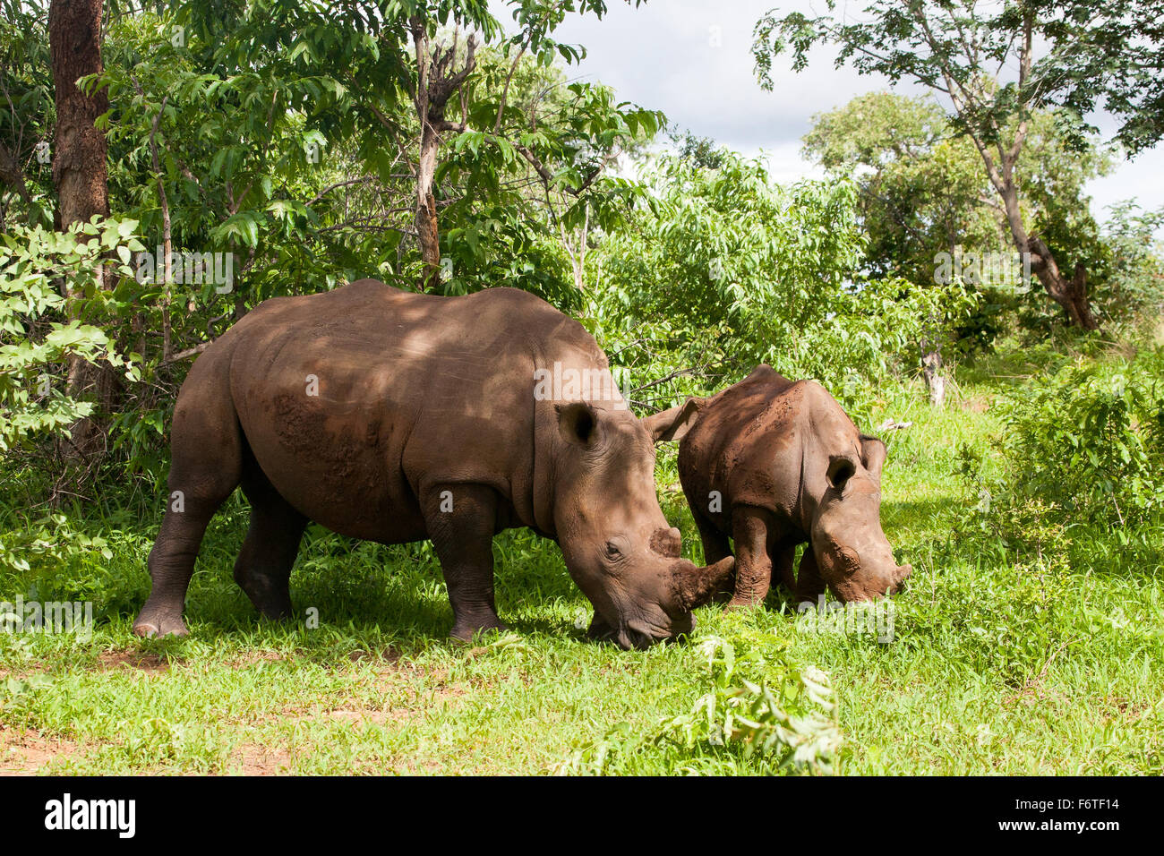 White Rhino con giovani in Mosi-oa Tunya Nazione Park, Zambia, Africa Foto Stock