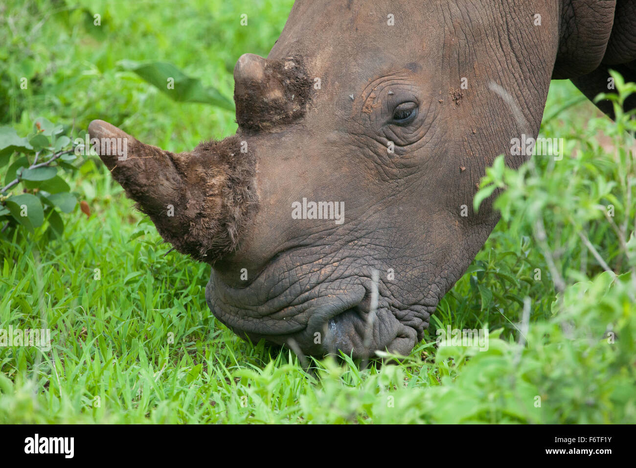 White Rhino testa, Mosi-oa Tunya Nazione Park, Zambia, Africa Foto Stock