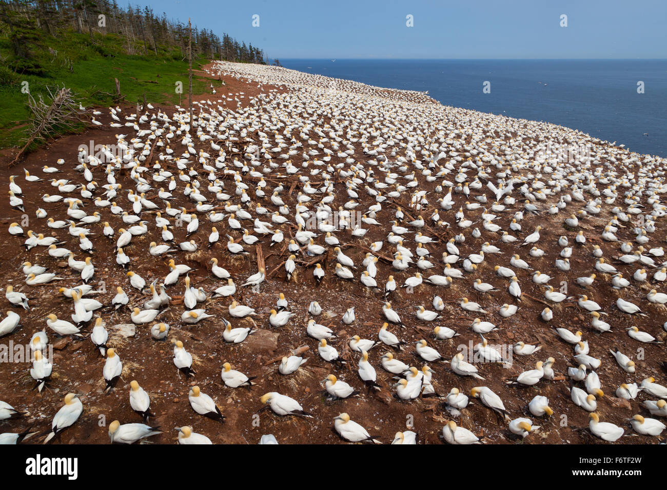 Northern Gannet colonia su isola di Bonaventura, Perce, Gaspe, Quebec, Canada. Foto Stock