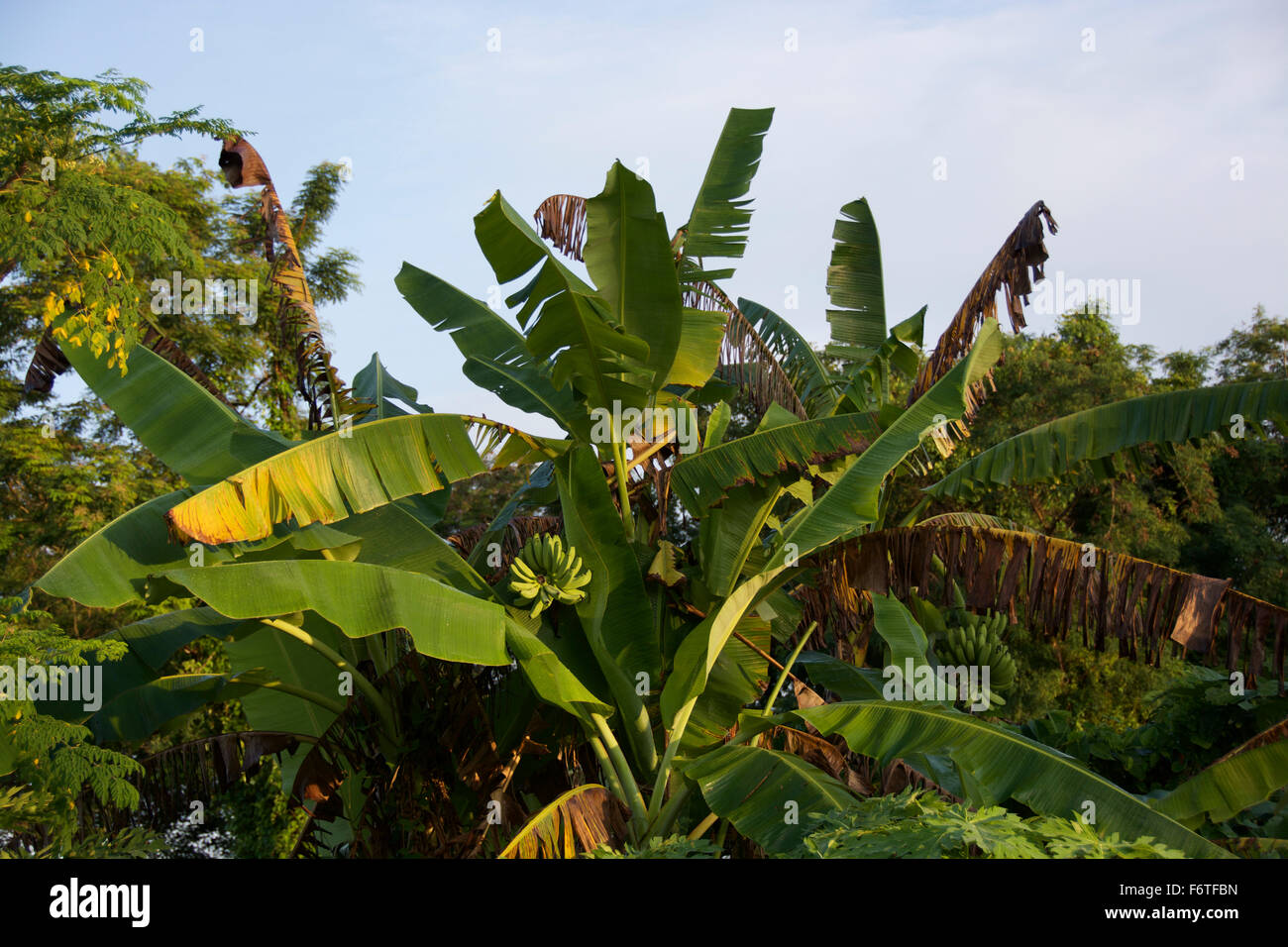 Albero di banane con frutta Foto Stock