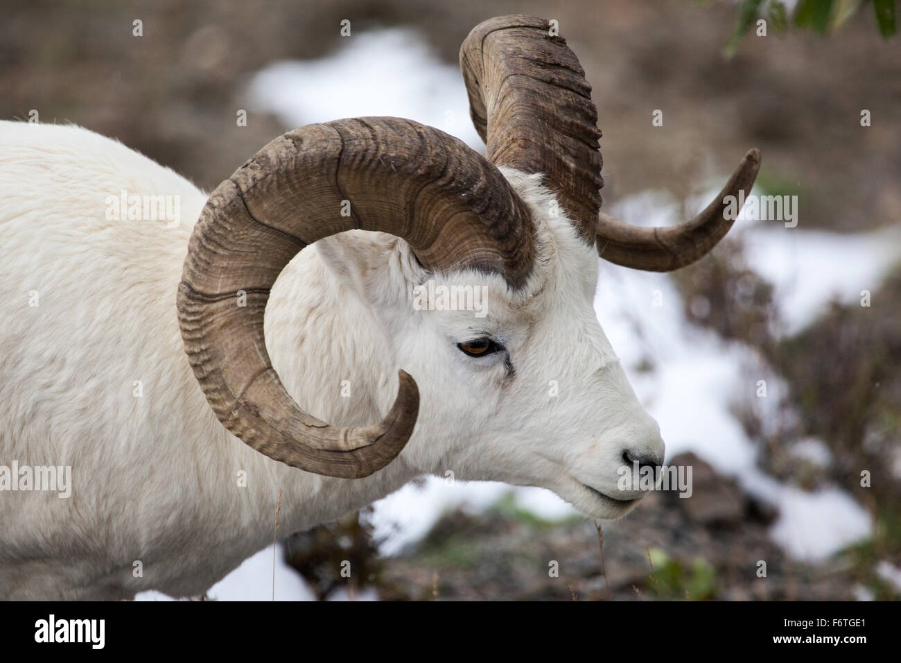 Dall pecore ram (ovis dalli) nel Parco Nazionale di Denali, Alaska Foto Stock