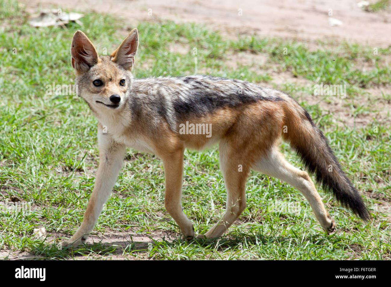Ritratto di black-backed jackal (Canis mesomelas), il Masai Mara riserva nazionale, Kenya, Africa. Foto Stock
