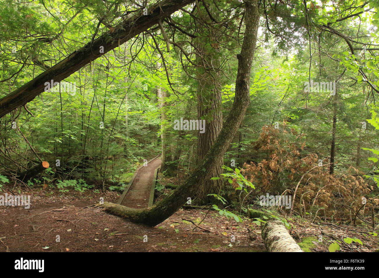 Escursionismo Beaver trail nel Pictured Rocks National Lakeshore, nella Penisola Superiore del Michigan Foto Stock