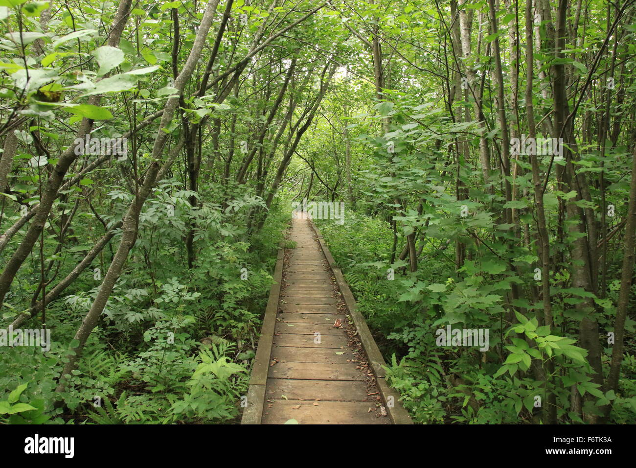 Escursionismo Beaver trail nel Pictured Rocks National Lakeshore, nella Penisola Superiore del Michigan Foto Stock